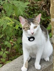 Lost Male Cat last seen Near Cascade Rd, Atlanta, GA 30311