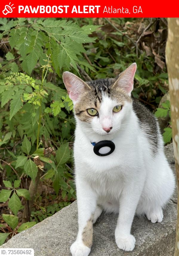 Lost Male Cat last seen Near Cascade Rd, Atlanta, GA 30311
