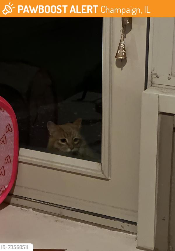 Found/Stray Unknown Cat last seen Trails of Brittany, Champaign, IL 61822