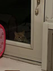 Found/Stray Unknown Cat last seen Trails of Brittany, Champaign, IL 61822