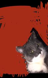 Lost Female Cat last seen Essex Windsor, Windsor, ON 48226