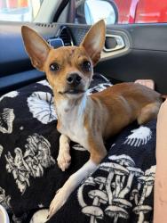 Found/Stray Male Dog last seen Avondale Haslet and Willow Creek Drive, Tarrant County, TX 76052