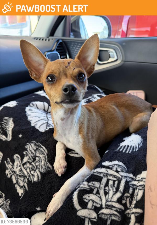 Found/Stray Male Dog last seen Avondale Haslet and Willow Creek Drive, Tarrant County, TX 76052