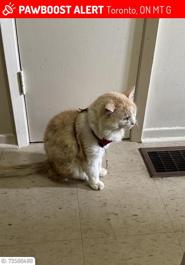 Lost Male Cat last seen Bay Mills Blvd, Toronto, ON M1T 2G7