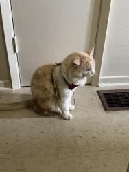 Lost Male Cat last seen Bay Mills Blvd, Toronto, ON M1T 2G7