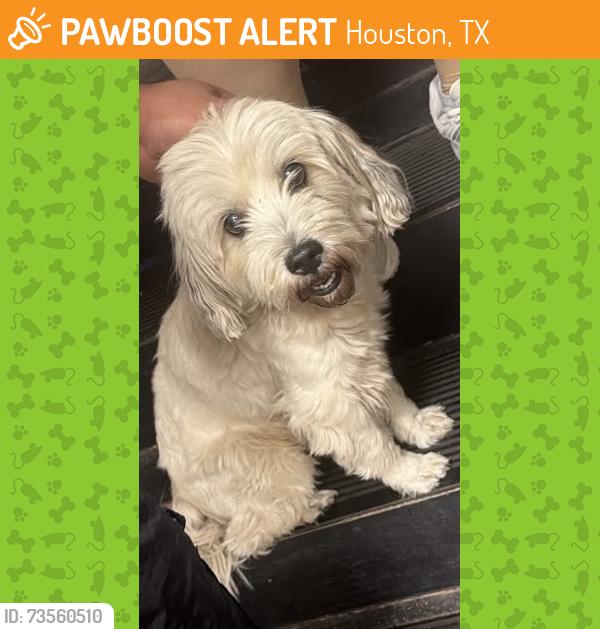 Found/Stray Male Dog last seen La Pasadita Preparadas Restaurant, Houston, TX 77055