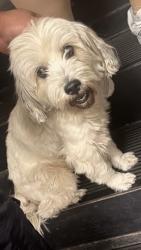Found/Stray Male Dog last seen La Pasadita Preparadas Restaurant, Houston, TX 77055