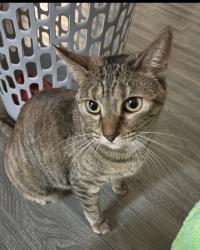 Lost Female Cat last seen 17th Avenue & Glendale, Phoenix, AZ 85015