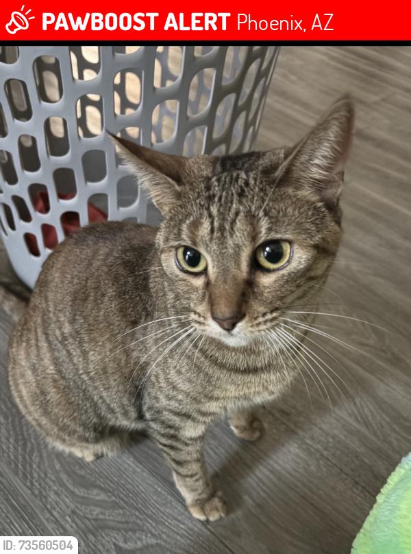 Lost Female Cat last seen 17th Avenue & Glendale, Phoenix, AZ 85015