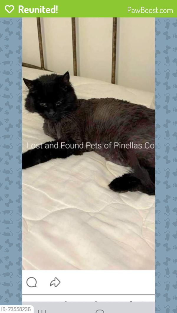 Reunited Male Cat last seen Near bayway blvd 33767 - Marina House, Clearwater, FL 33767