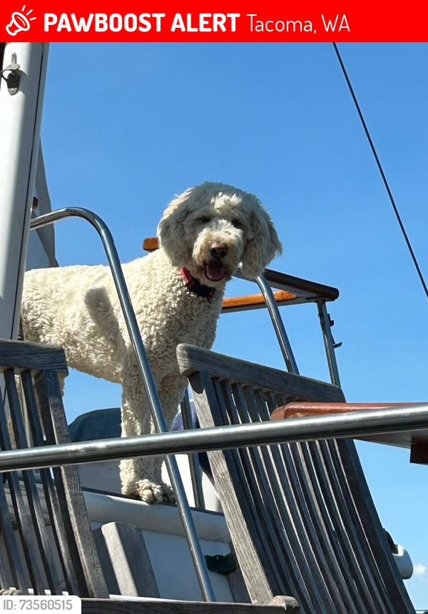Lost Female Dog last seen 104th, Tacoma, WA 98445