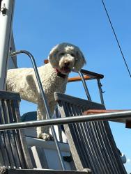 Lost Female Dog last seen 104th, Tacoma, WA 98445