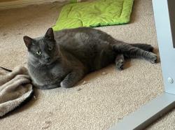 Lost Female Cat last seen Near N Thunderbird Dr, Apache Junction, AZ 85120, Apache Junction, AZ 85120