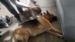 Lost Male Dog last seen Amethyst, Victorville, CA 92392