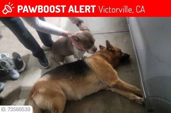 Lost Male Dog last seen Amethyst, Victorville, CA 92392