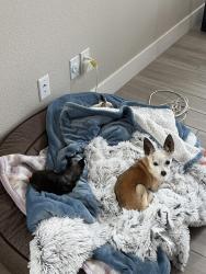 Lost Male Dog last seen Ella ashman Avenue, Henderson, NV 89015