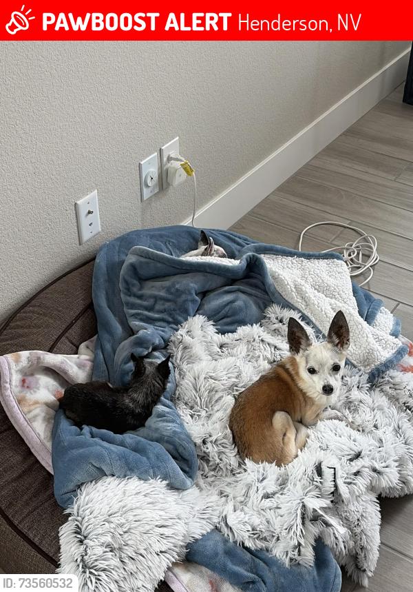 Lost Male Dog last seen Ella ashman Avenue, Henderson, NV 89015