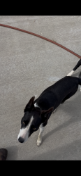 Lost Female Dog last seen Main St exit, Whitesboro, TX 76273