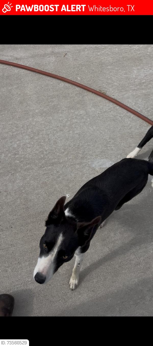 Lost Female Dog last seen Main St exit, Whitesboro, TX 76273