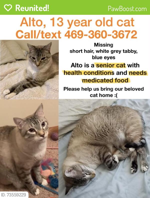 Reunited Male Cat last seen Near Clear Creek Dr, Allen, TX 75002, USA, Allen, TX 75002