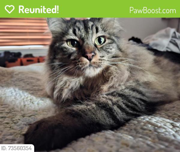 Reunited Unknown Cat last seen Near N Meridian Rd, Meridian, ID 83646, USA, Meridian, ID 83646