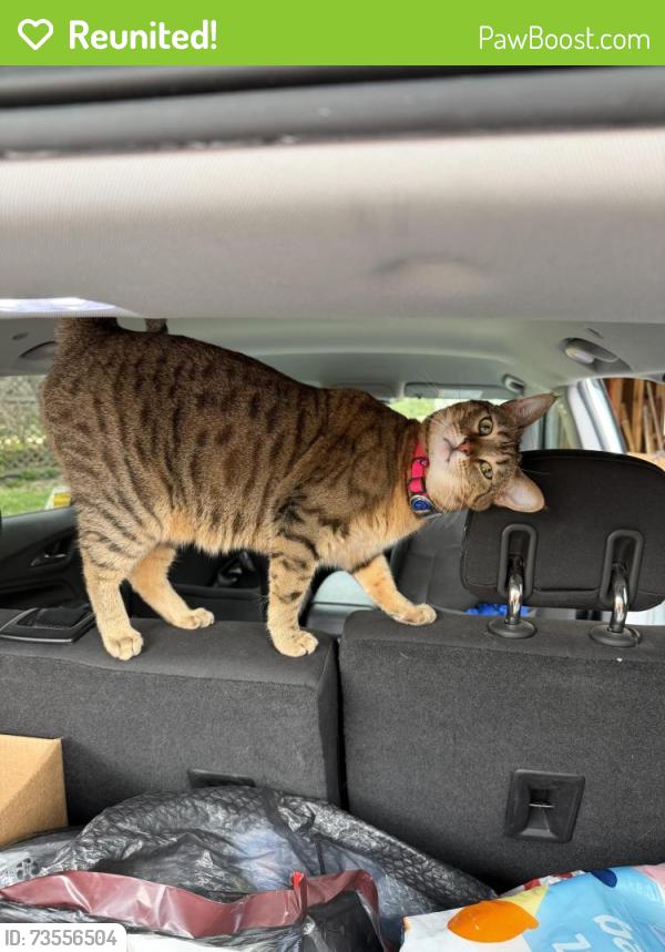 Reunited Female Cat last seen Home, 667 Euclid ave, Glen Ellyn, IL 60137