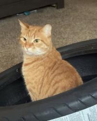 Lost Female Cat last seen Cedar creek, Norman, OK 73071