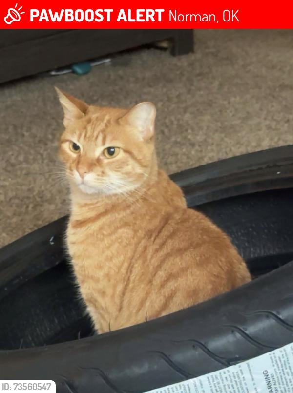 Lost Female Cat last seen Cedar creek, Norman, OK 73071