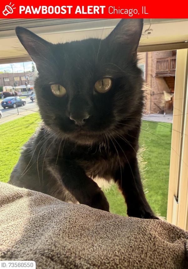 Lost Male Cat last seen Higgins and Central, Jefferson Park, Chicago, IL 60630