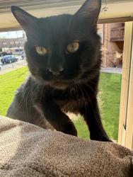 Lost Male Cat last seen Higgins and Central, Jefferson Park, Chicago, IL 60630