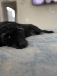 Lost Female Dog last seen 92nd and Hoover, Los Angeles, CA 90044