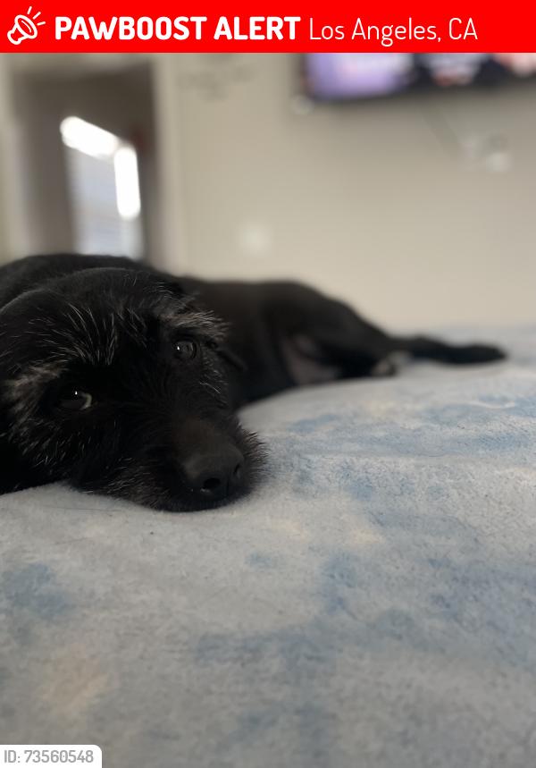 Lost Female Dog last seen 92nd and Hoover, Los Angeles, CA 90044