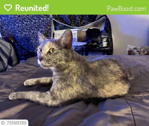 Reunited Female Cat last seen West Covina, West Covina, CA 91790