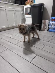 Found/Stray Female Dog last seen Kababish - BBQ and grill, Chicago, IL 60626