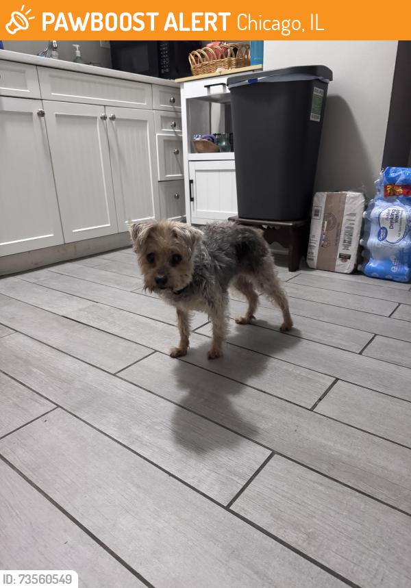Found/Stray Female Dog last seen Kababish - BBQ and grill, Chicago, IL 60626