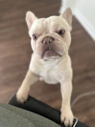 Reunited Male Dog last seen Near Lansmere St SW, Austell, GA 30106, USA, Austell, GA 30106