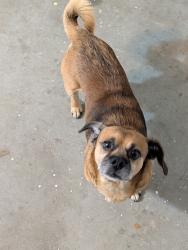 Reunited Male Dog last seen Thomas, Coryell County, TX 76522
