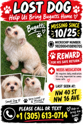 Reunited Male Dog last seen Near NW 40 Ave NW 16 Ave, Miami, FL 33125