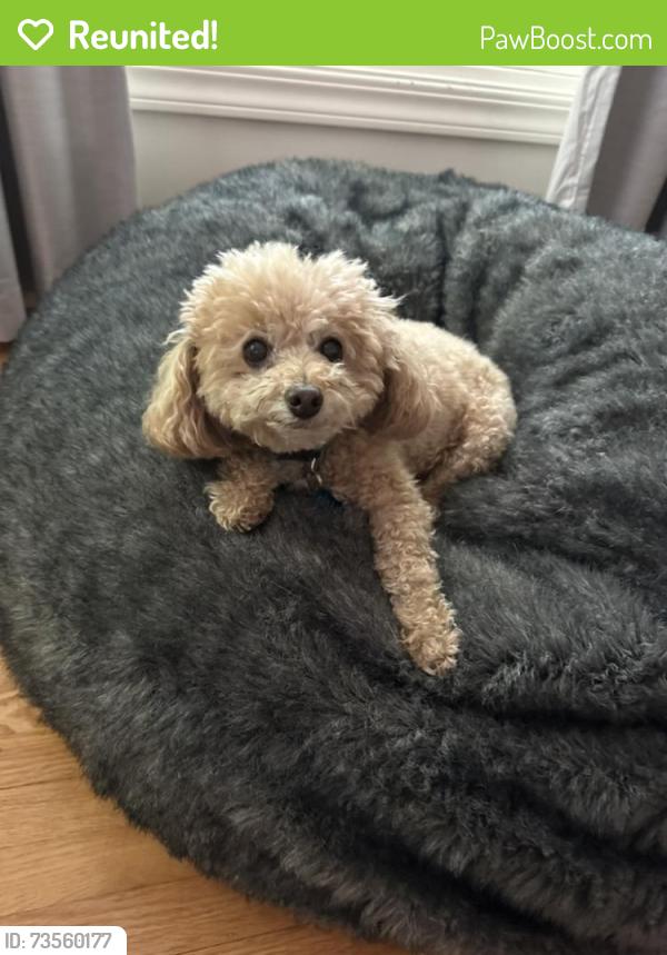 Reunited Male Dog last seen Markham way and Riverside Blvd., Sacramento, CA 95818