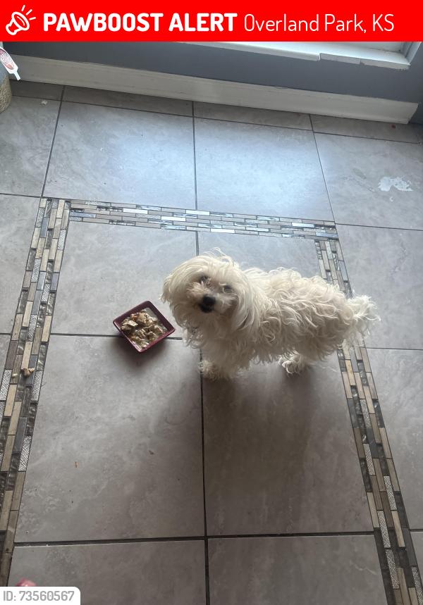 Lost Female Dog last seen Near grant at overland ks, Overland Park, KS 66204