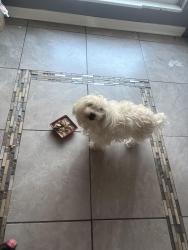 Lost Female Dog last seen Near grant at overland ks, Overland Park, KS 66204