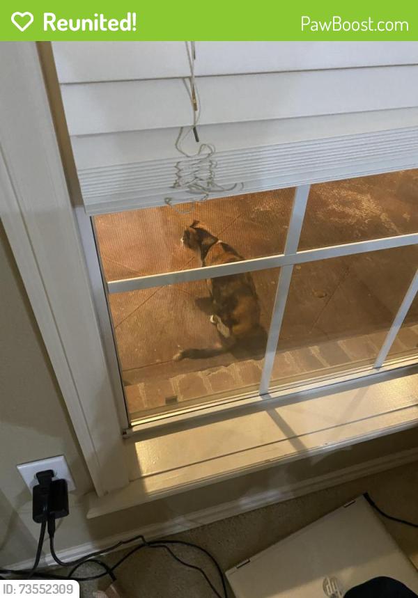 Reunited Unknown Cat last seen Elgin st, Broken Arrow, OK 74012