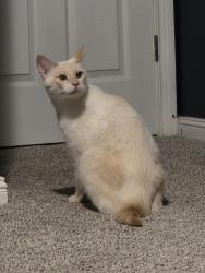Found/Stray Male Cat last seen Wyncrest, Hendersonville, Hendersonville, TN 37075
