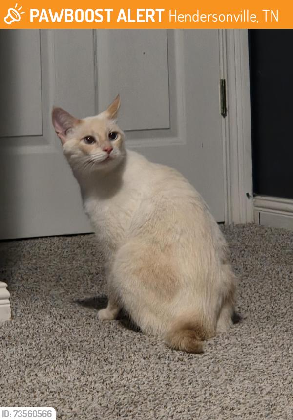 Found/Stray Male Cat last seen Wyncrest, Hendersonville, Hendersonville, TN 37075