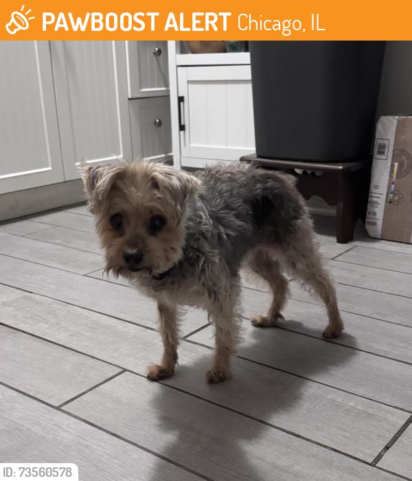 Found/Stray Female Dog last seen Kababish - BBQ and Grill, Chicago, IL 60626