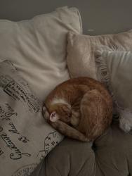 Reunited Male Cat last seen Back alley 61& Sansom, Philadelphia, PA 19139