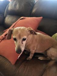 Lost Female Dog last seen Tyler canyon golf course, Beaumont, CA 92223