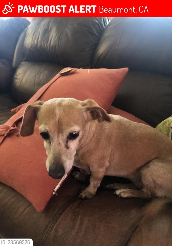 Lost Female Dog last seen Tyler canyon golf course, Beaumont, CA 92223