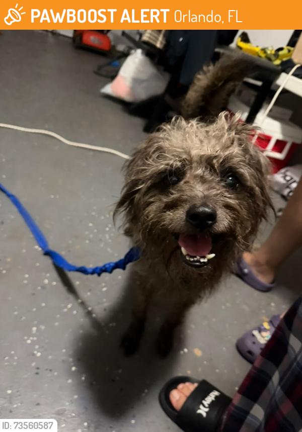 Found/Stray Male Dog last seen Verbena ct orlando fl, Orlando, FL 32807