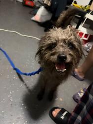 Found/Stray Male Dog last seen Verbena ct orlando fl, Orlando, FL 32807
